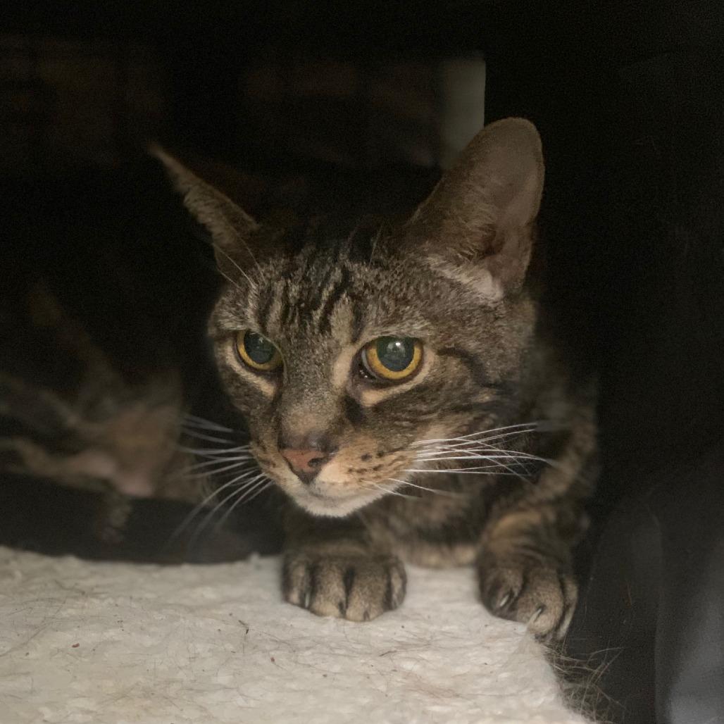 Mandarin, a Adoptable Domestic Short Hair in Lynchburg, VA image 3/4