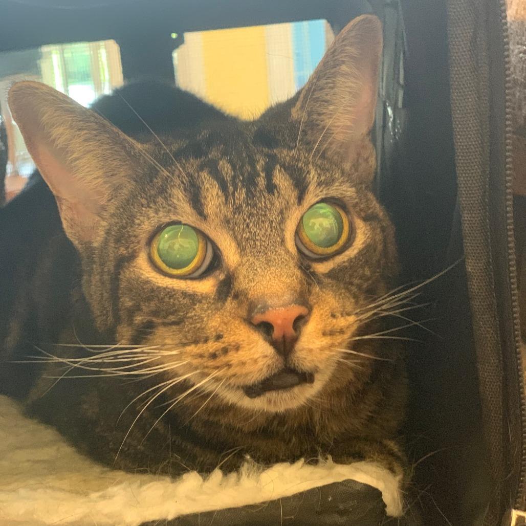 Mandarin, a Adoptable Domestic Short Hair in Lynchburg, VA image 4/4