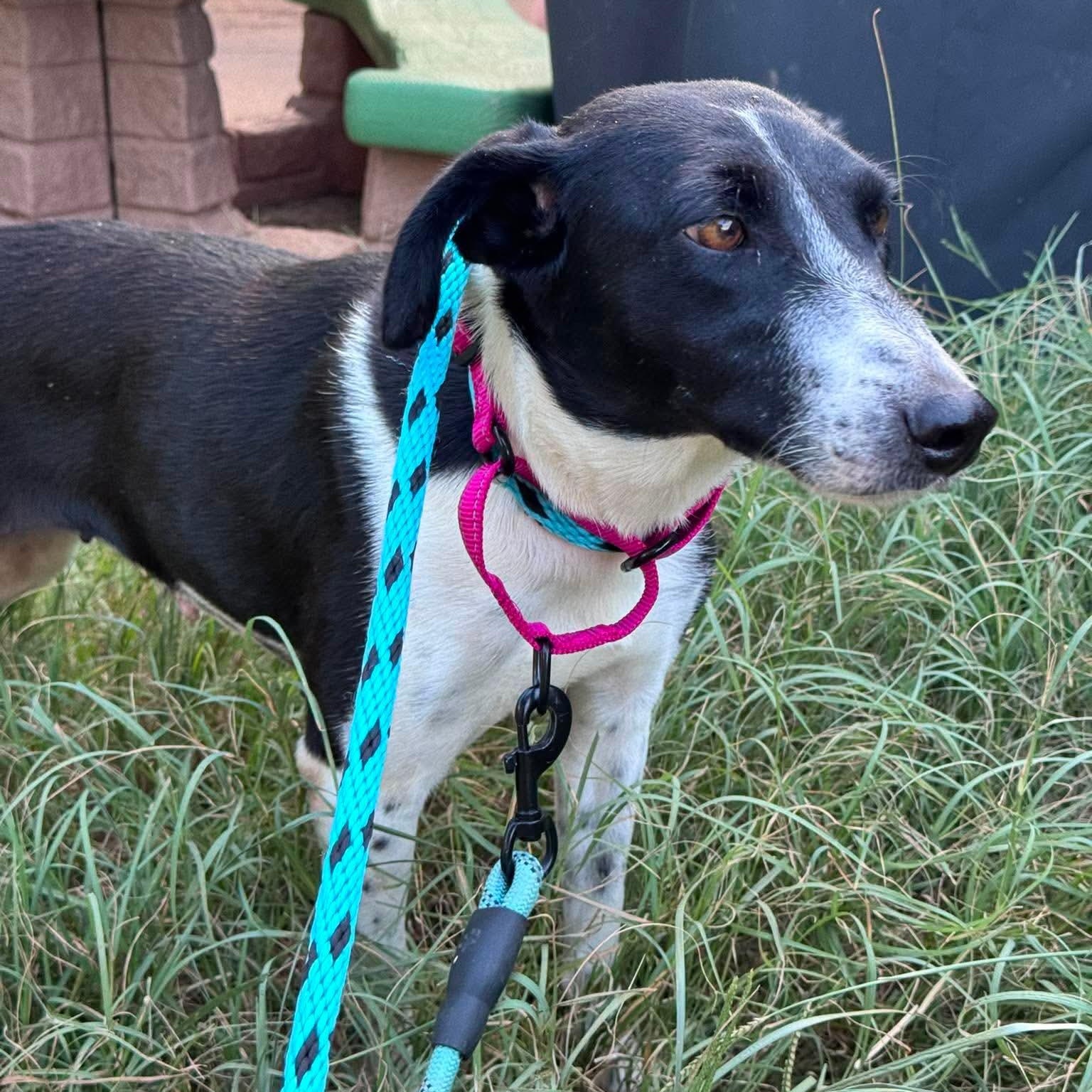 Gigi, a ADOPTABLE mixed breed in Wando, SC image 1/2