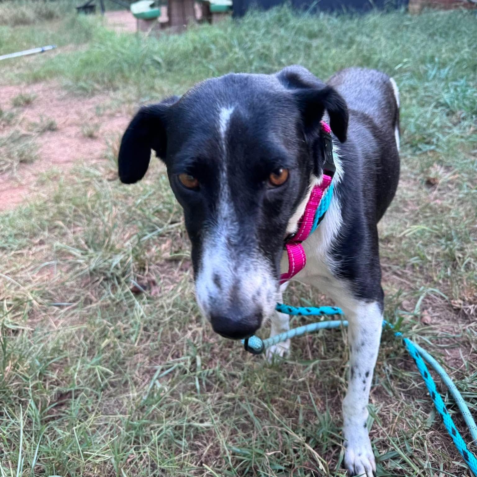 Gigi, a ADOPTABLE mixed breed in Wando, SC image 2/2