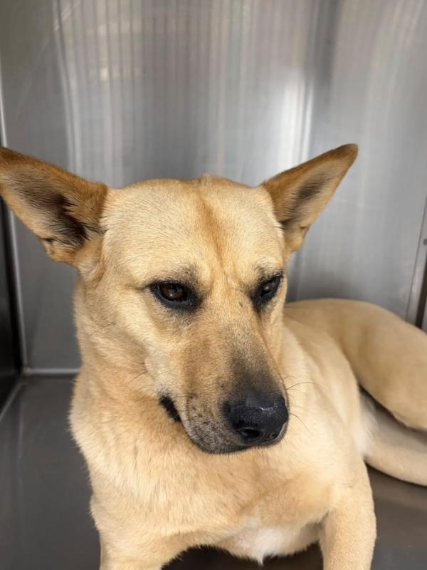Willow, Adoptable, Adult Female Mixed Breed.