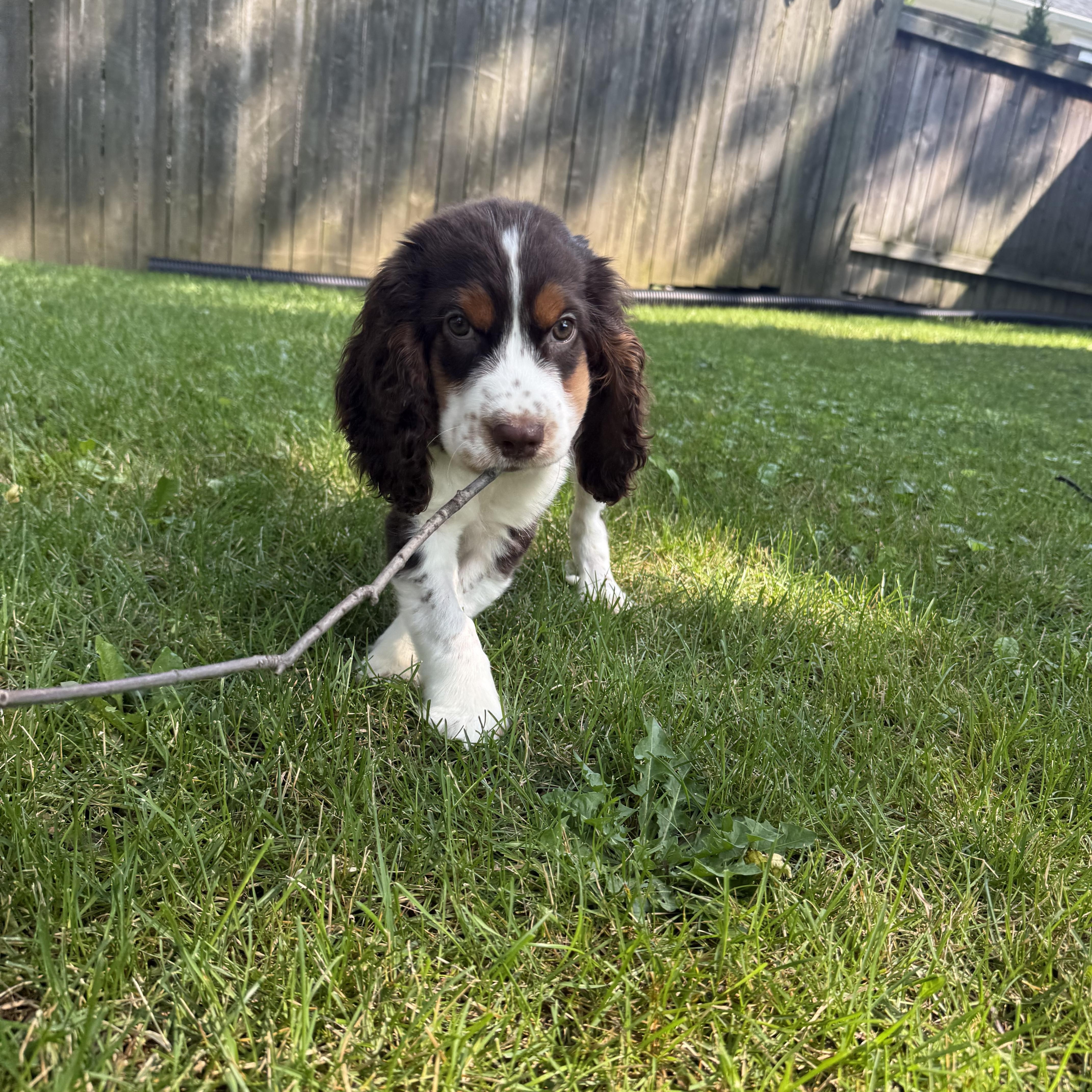 Enlarge Milo, an adopted English Springer Spaniel in Scarborough, ON image 4/6