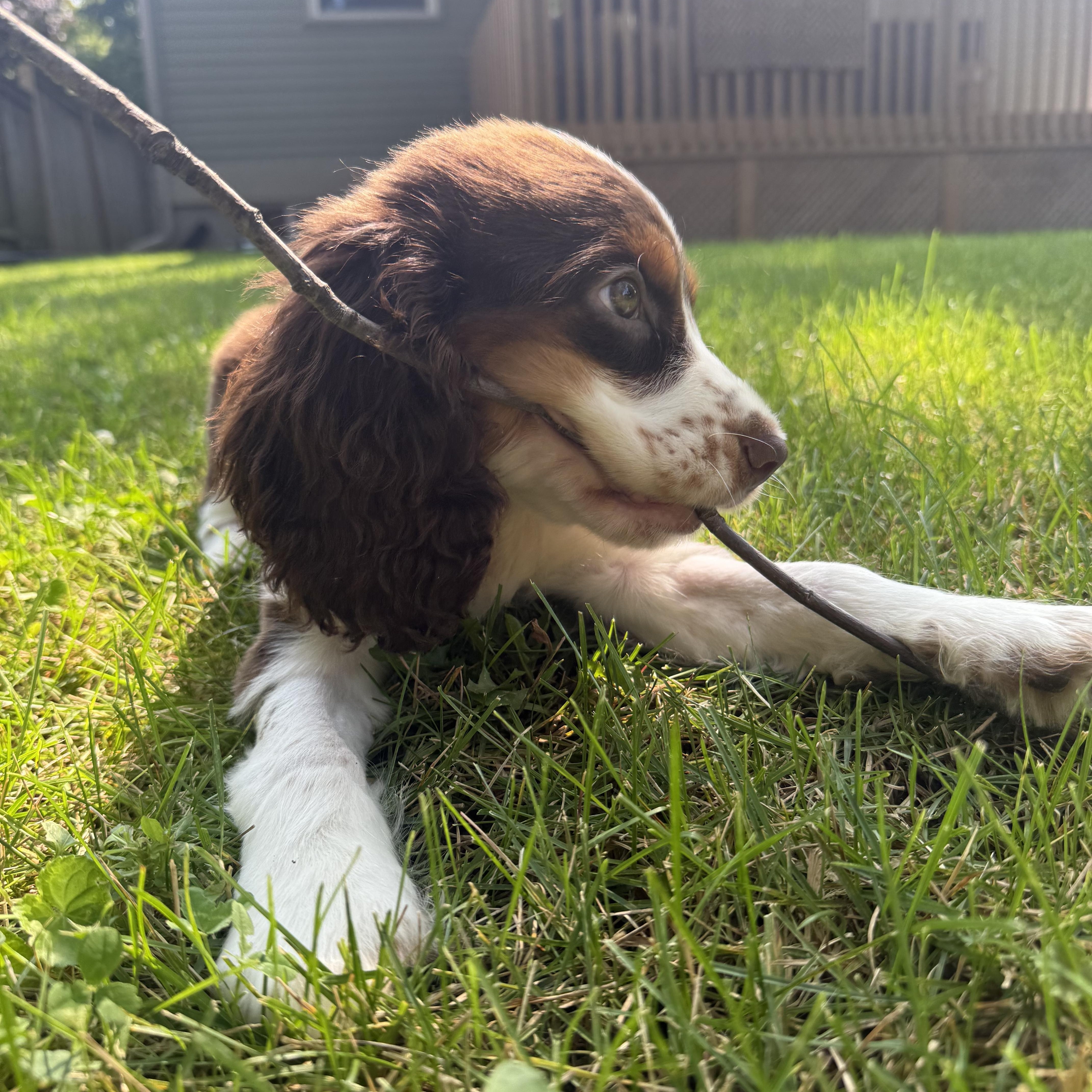 Enlarge Milo, an adopted English Springer Spaniel in Scarborough, ON image 3/6