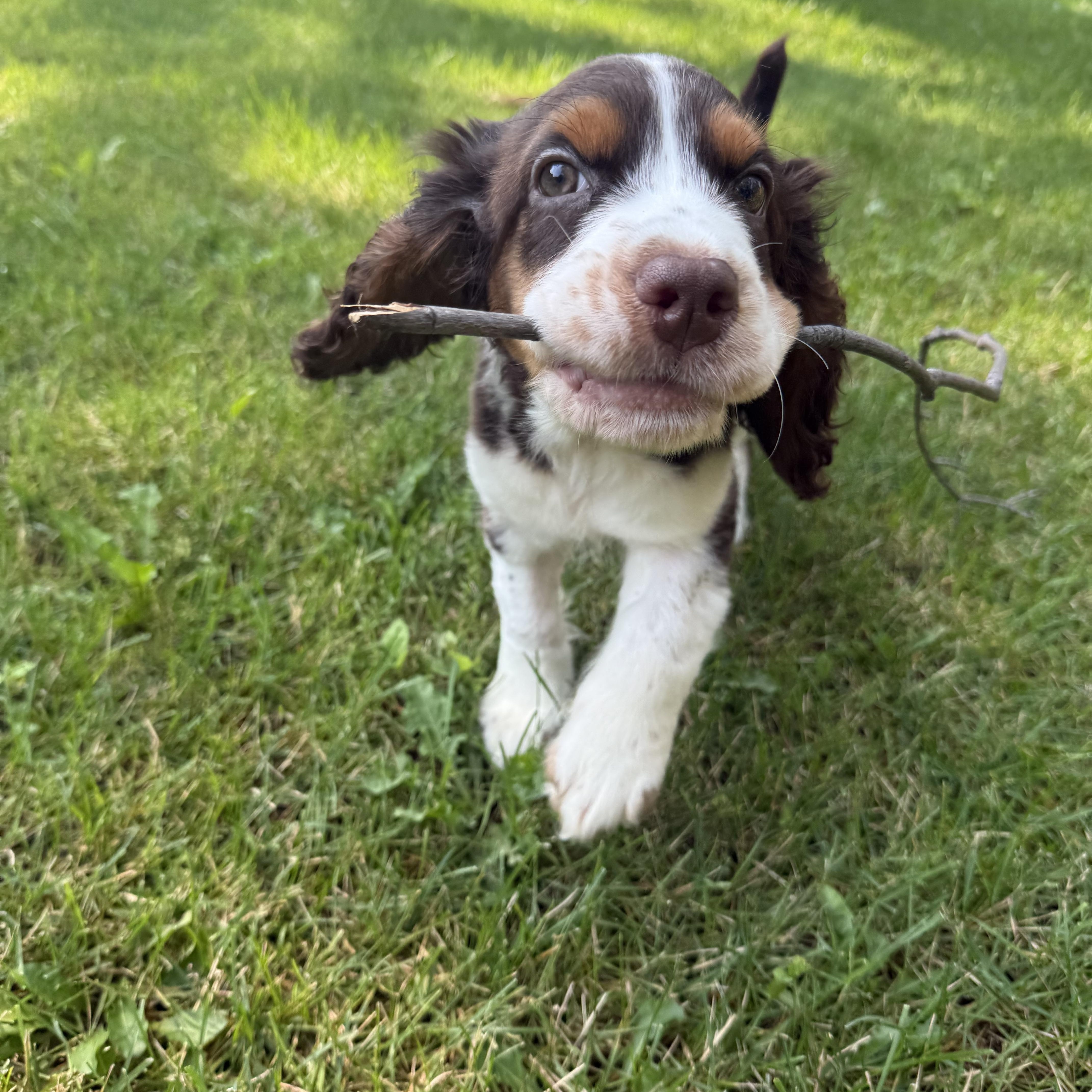 Enlarge Milo, an adopted English Springer Spaniel in Scarborough, ON image 2/6