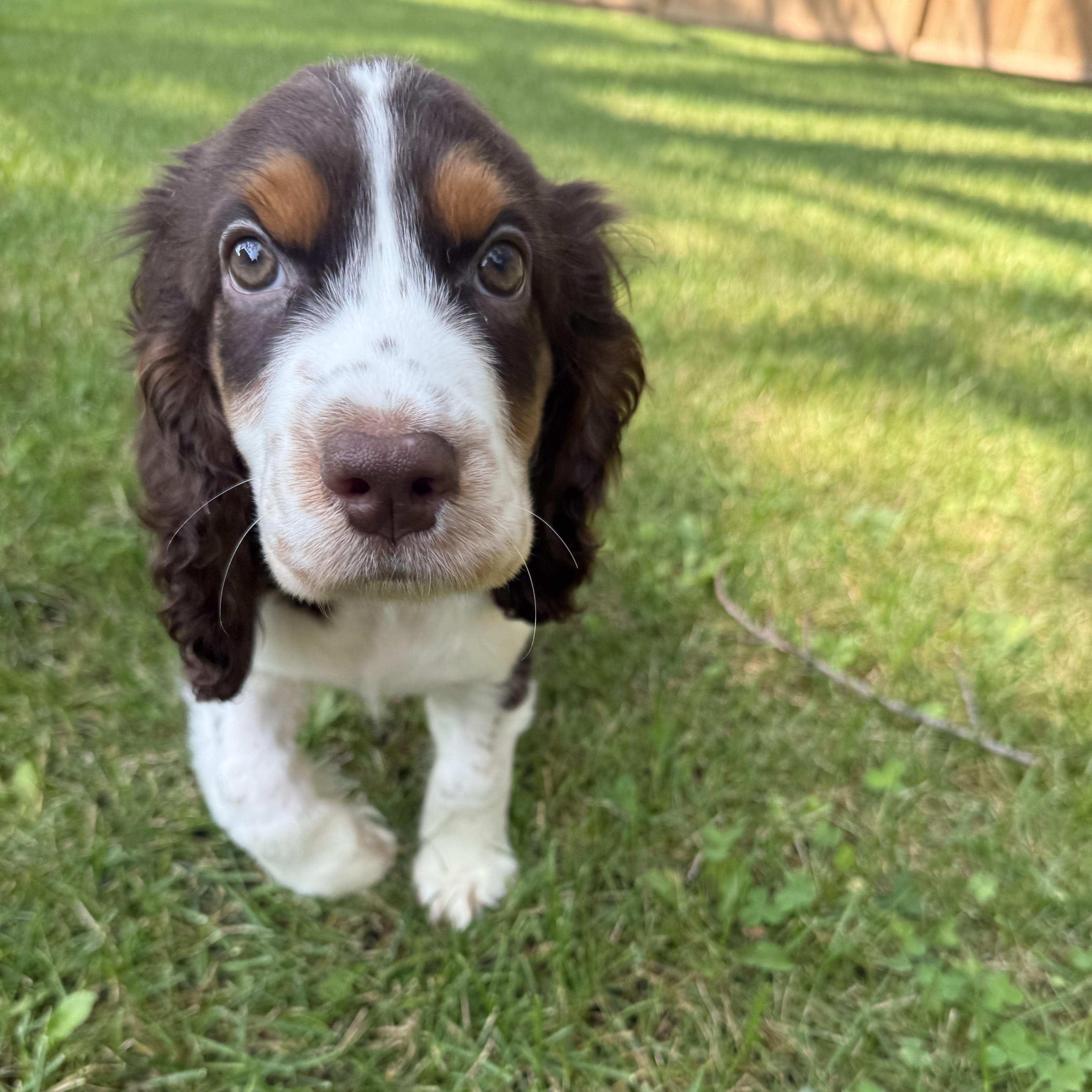 Enlarge Milo, an adopted English Springer Spaniel in Scarborough, ON image 5/6