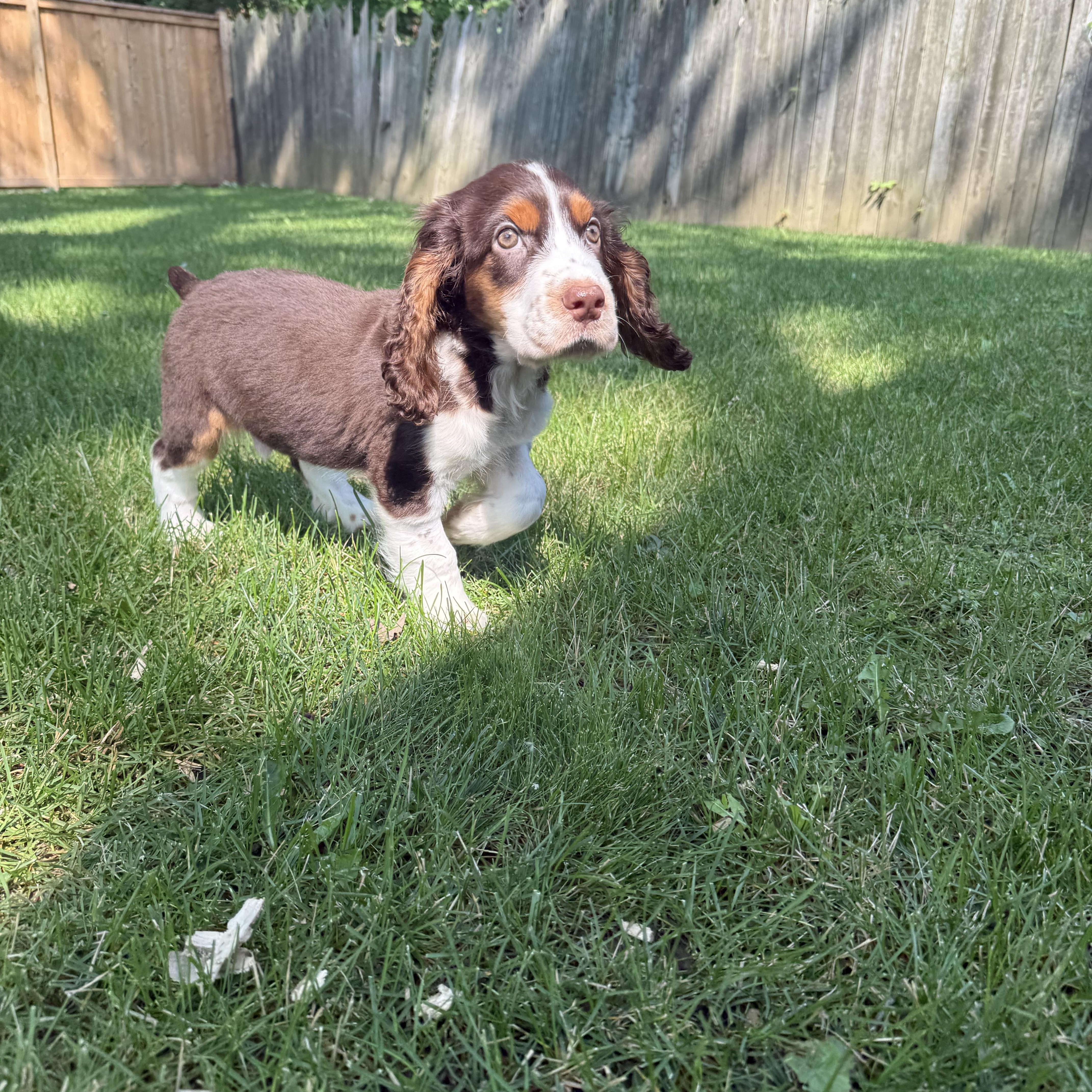 Enlarge Milo, an adopted English Springer Spaniel in Scarborough, ON image 1/6