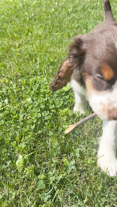 Enlarge Milo, an adopted English Springer Spaniel in Scarborough, ON video 6/6