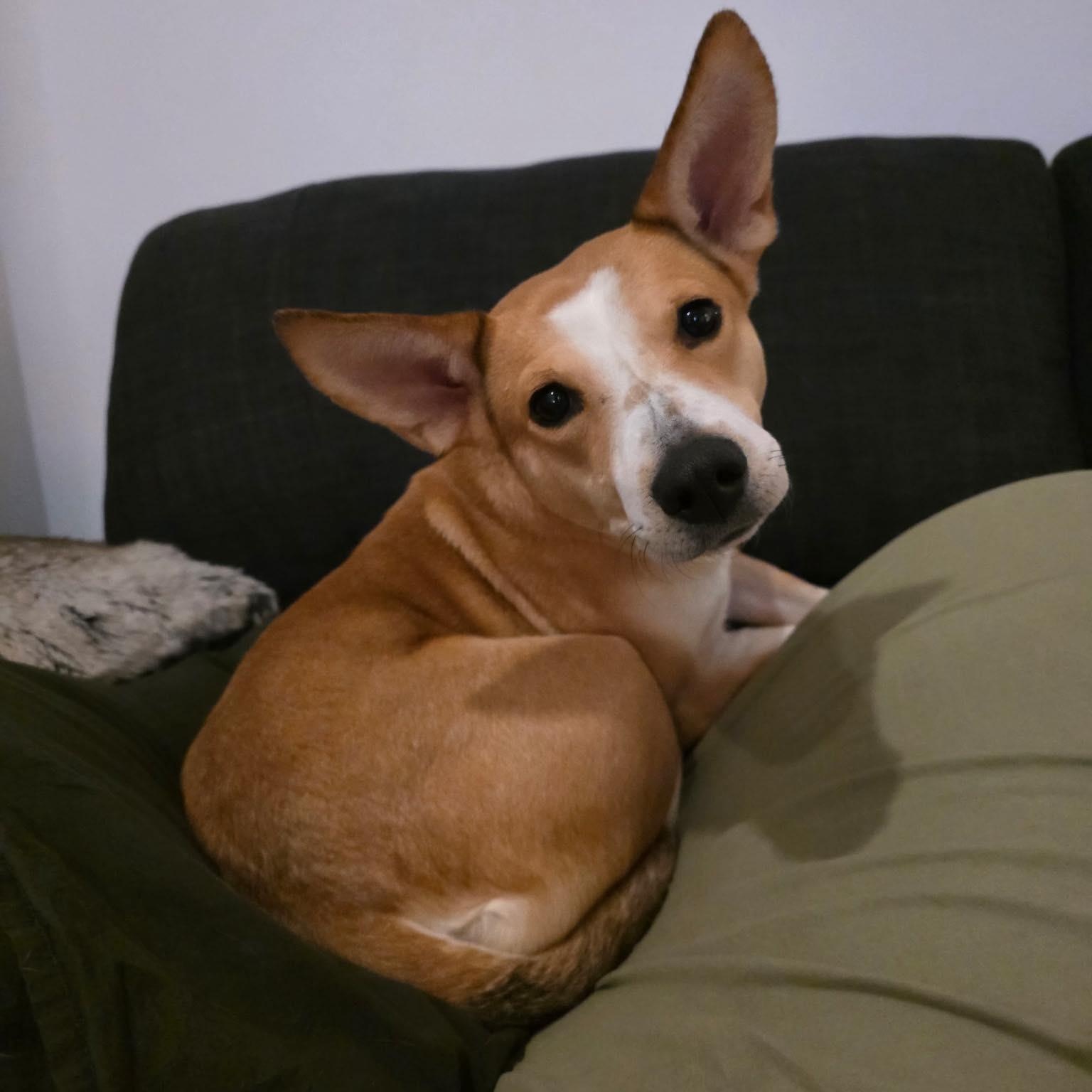 Enlarge Dara, an adoptable mixed breed in Woodstock, ON image 1/5