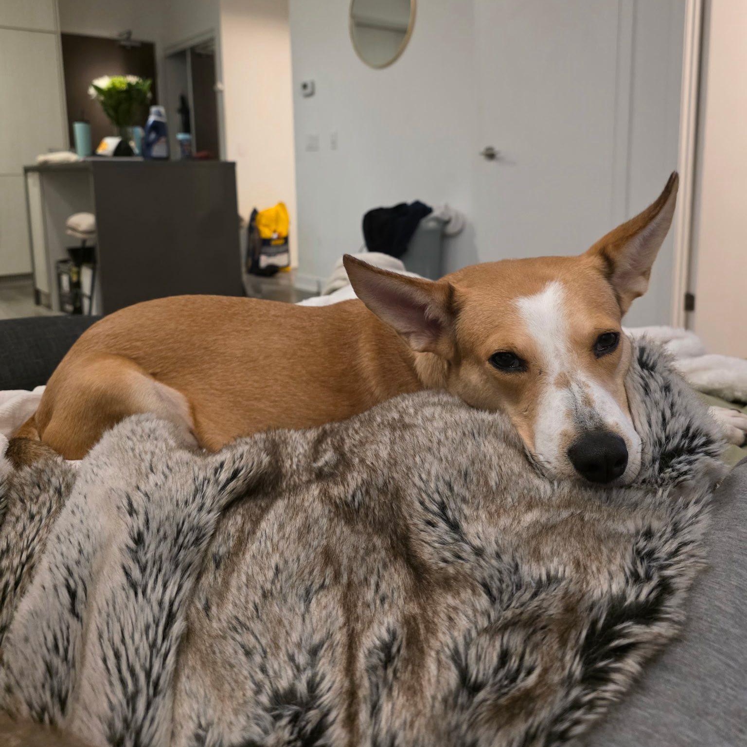 Enlarge Dara, an adoptable mixed breed in Woodstock, ON image 3/5