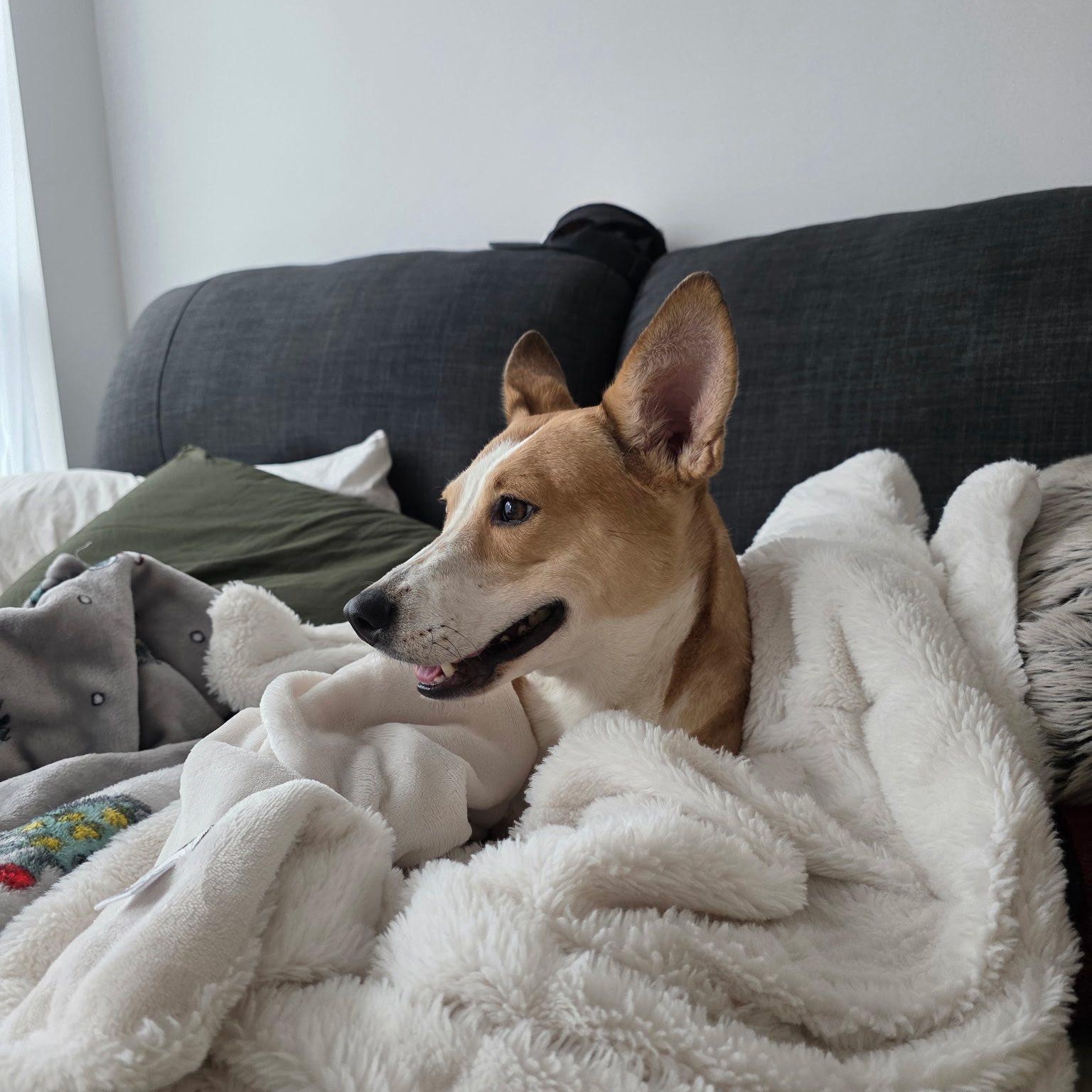 Enlarge Dara, an adoptable mixed breed in Woodstock, ON image 4/5