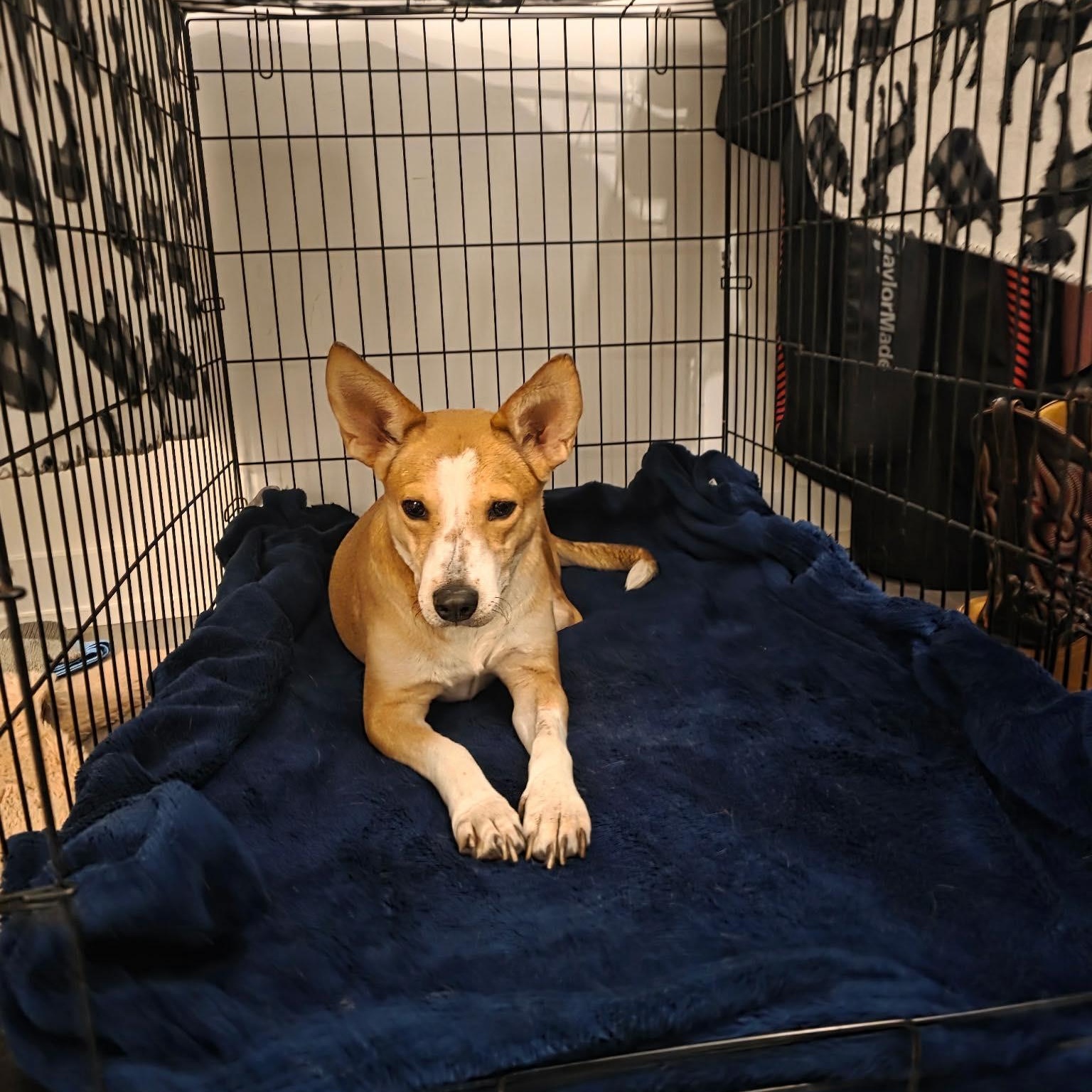 Enlarge Dara, an adoptable mixed breed in Woodstock, ON image 5/5