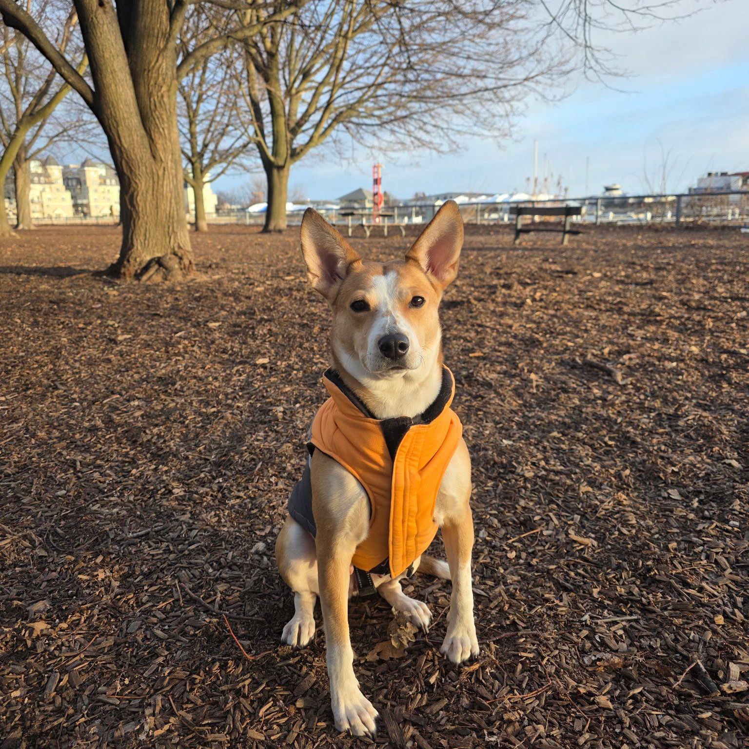 Dara, adoptable, Adult Female Cattle Dog.