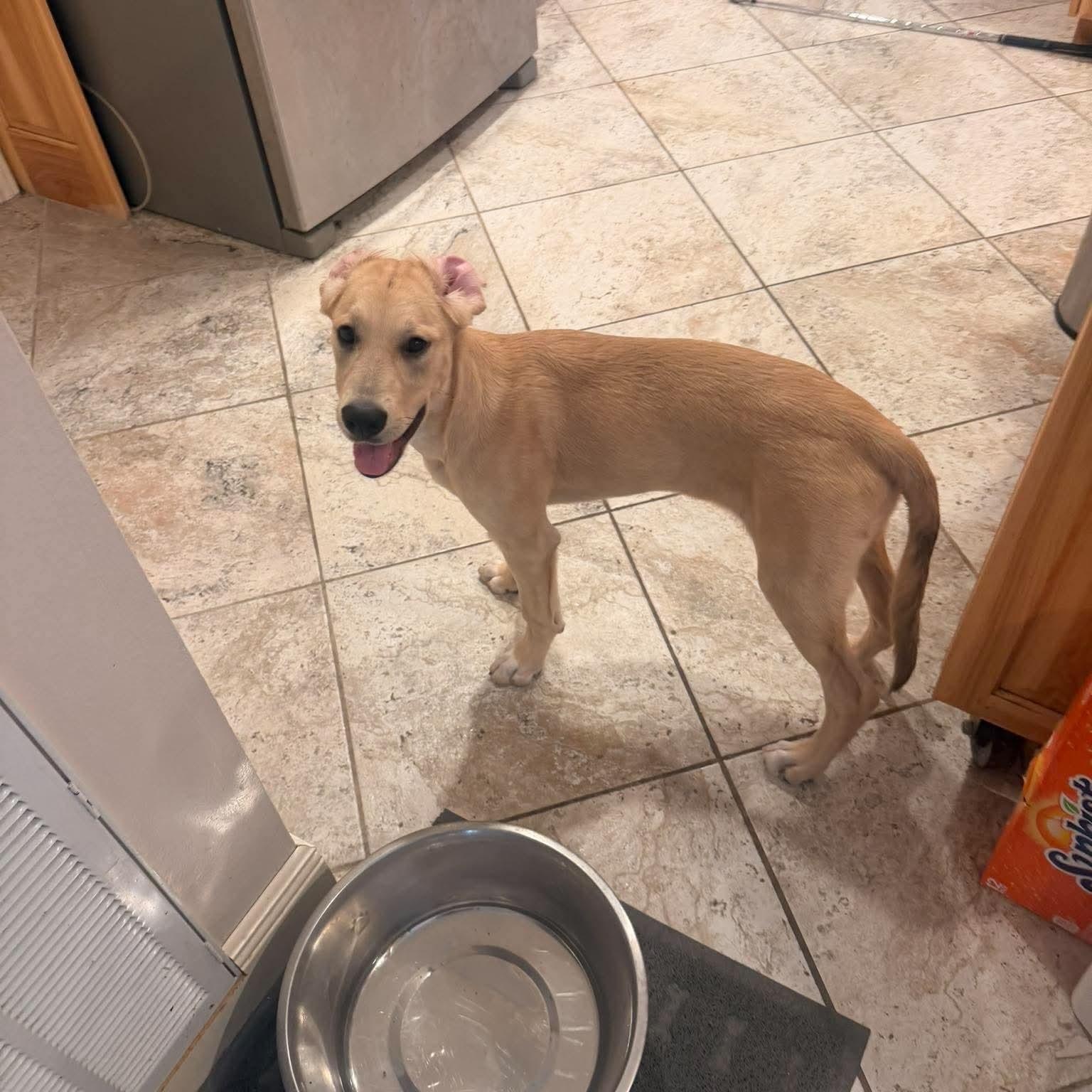 Nola, Adoptable, Puppy Female Great Dane & Labrador Retriever.