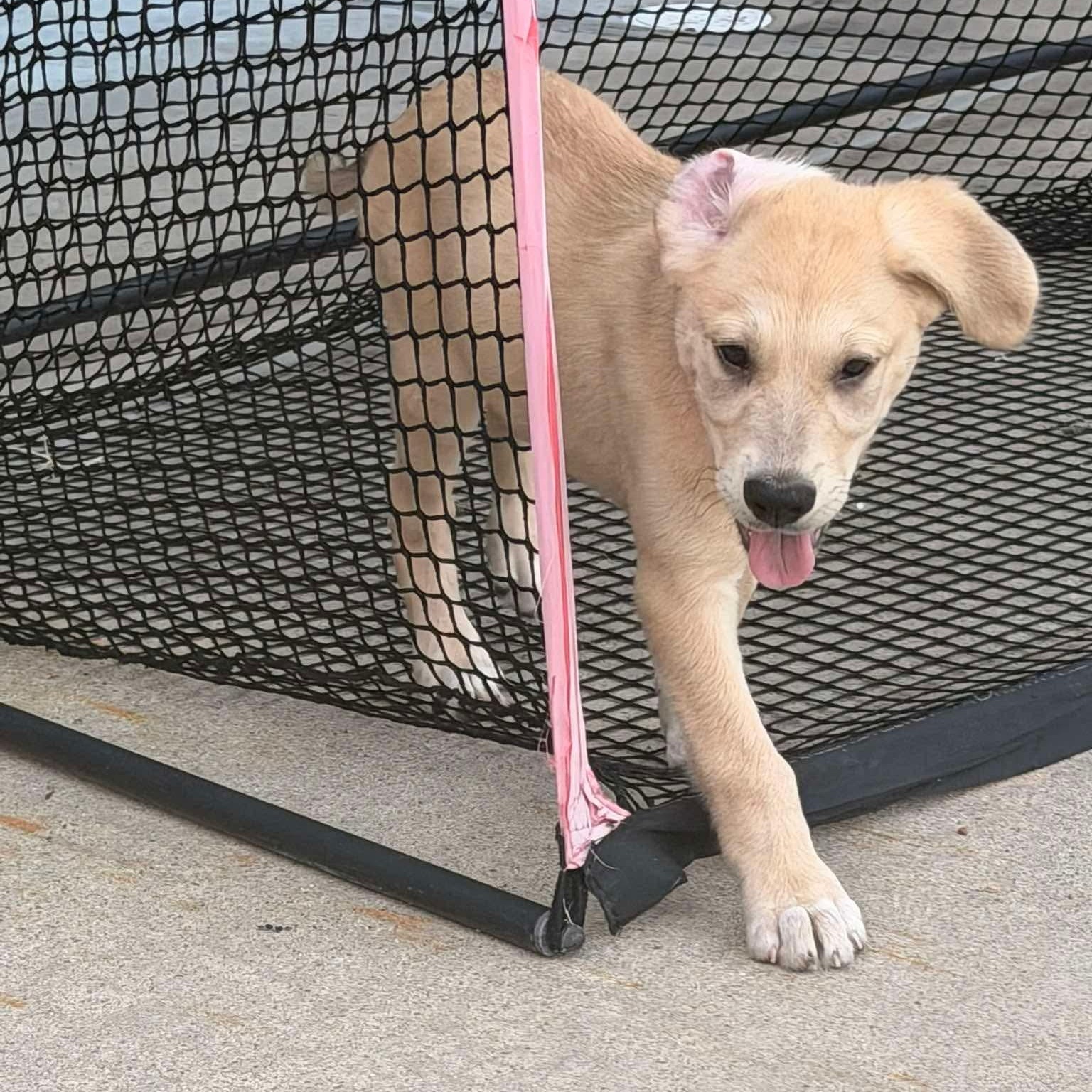Enlarge Nola, a Adoptable mixed breed in Victoria, TX image 2/5