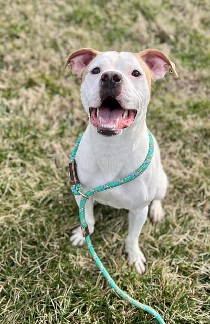 MAURICE'S, Adoptable, Young Male Pit Bull Terrier & Mixed Breed.