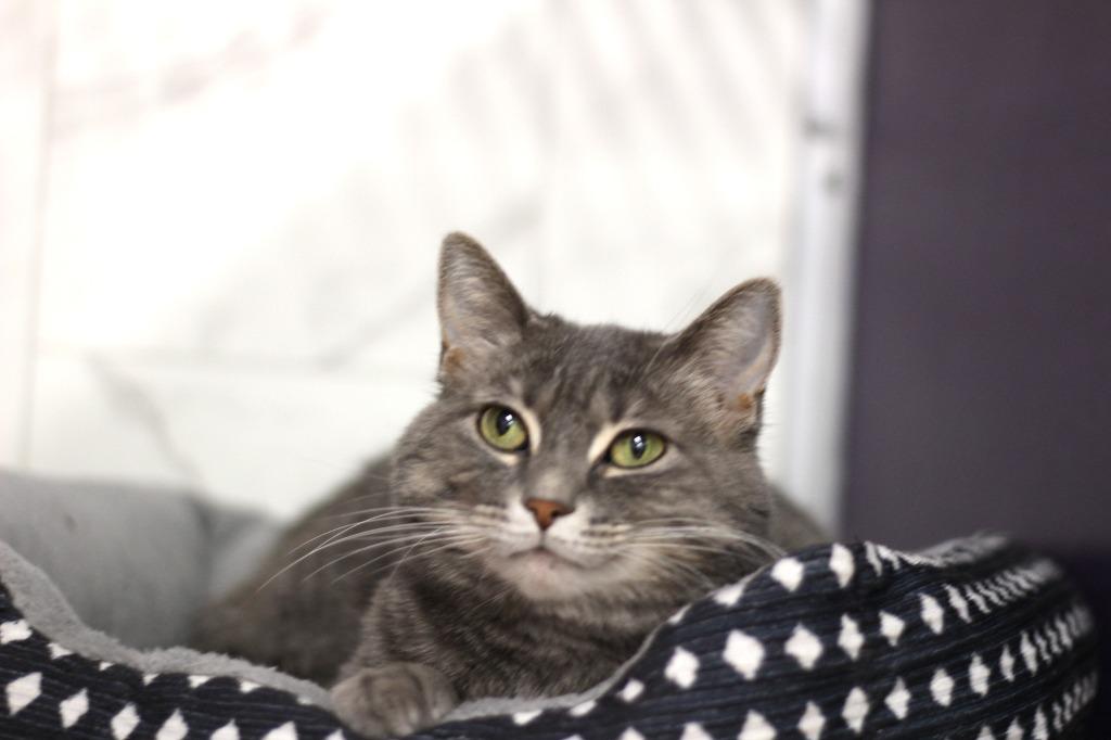 Enlarge Chloe, a Adoptable mixed breed in Rockford, IL image 1/2
