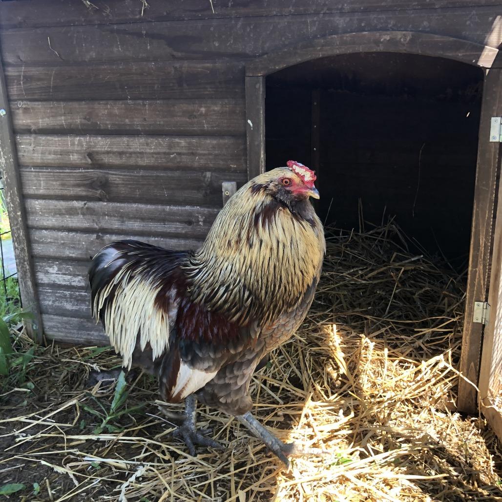 Enlarge Juan Pablo, a Adoptable Chicken in Quakertown, PA image 1/1