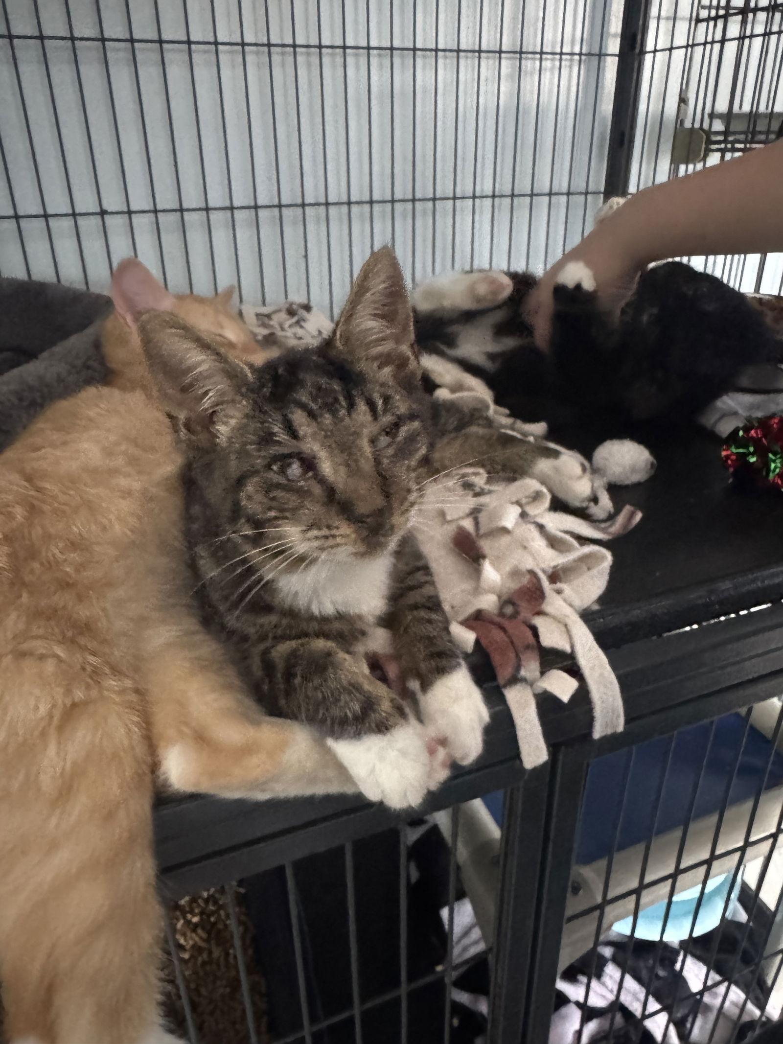 Thelma, Adopted, Kitten Female Tabby.