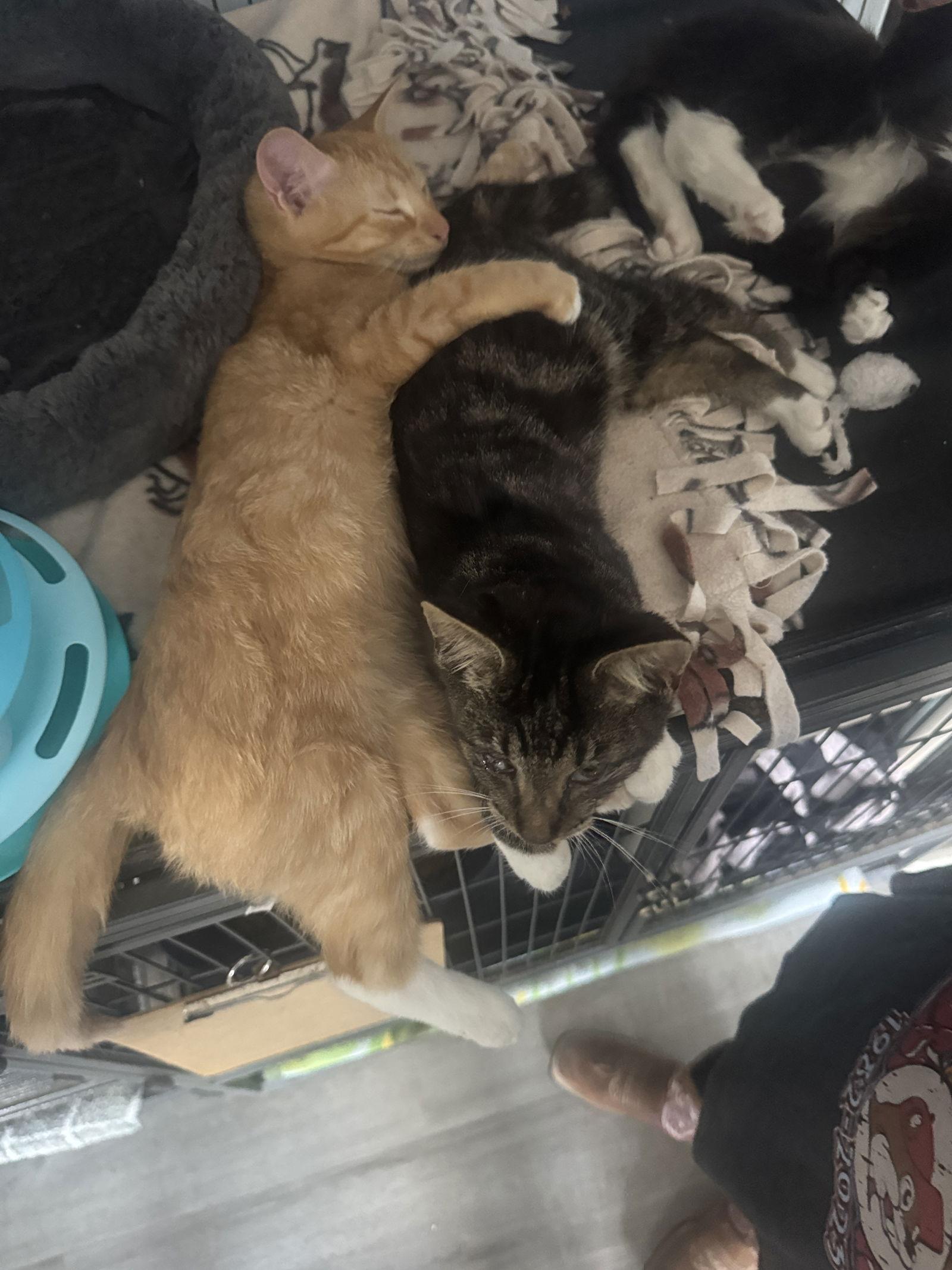 Enlarge Thelma, a Adopted Tabby in Naples, FL image 2/3