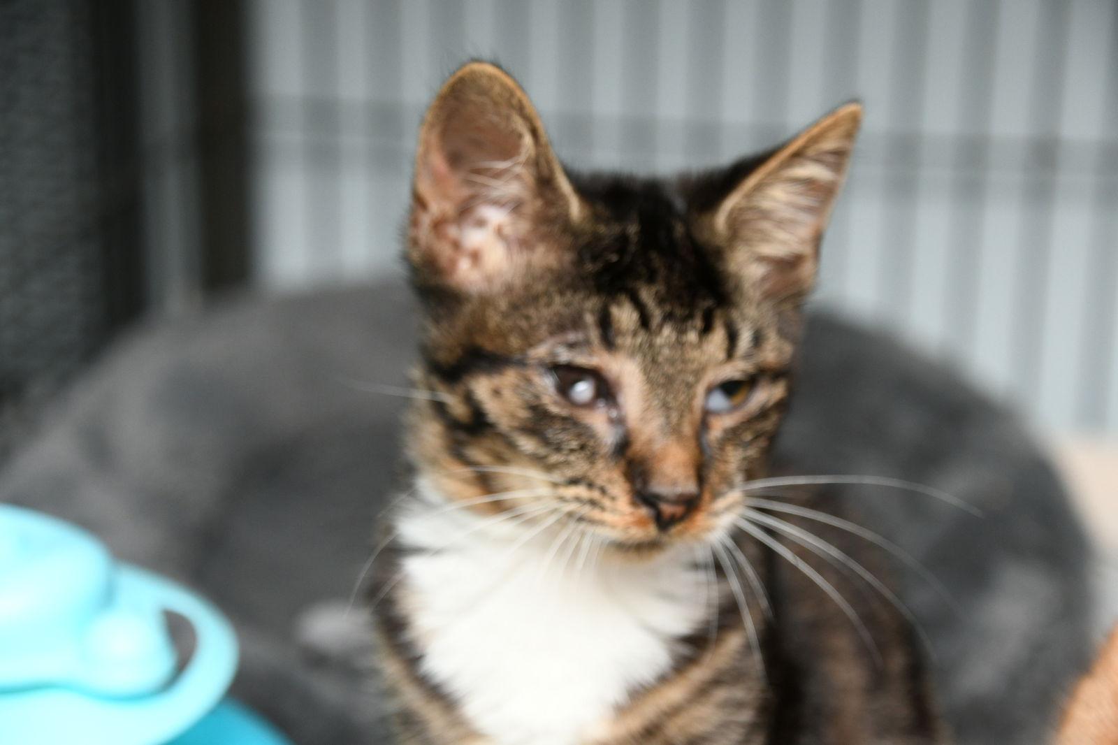 Enlarge Thelma, a Adopted Tabby in Naples, FL image 3/3