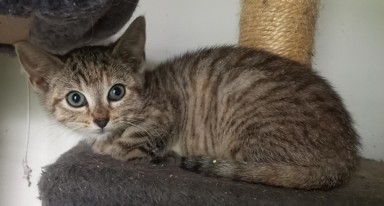 Maria and her 3 kittens (1 male, 2 female) URGENT - FOSTER NEEDED!