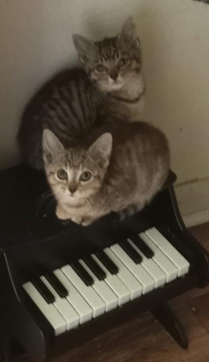 Maria and her 3 kittens (1 male, 2 female) URGENT - FOSTER NEEDED!