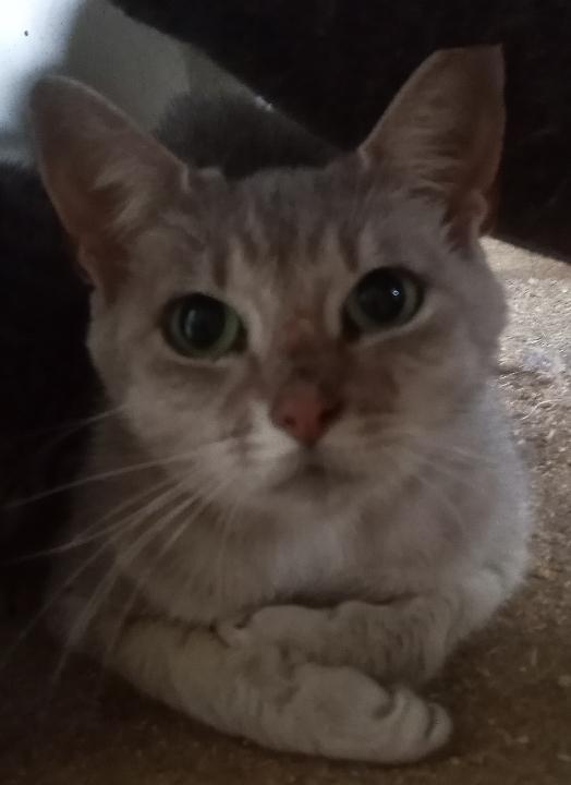 Maria and her 3 kittens (1 male, 2 female) URGENT - FOSTER NEEDED!