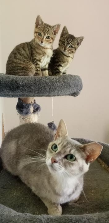 Maria and her 3 kittens (1 male, 2 female) URGENT - FOSTER NEEDED!