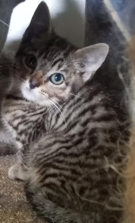 Maria and her 3 kittens (1 male, 2 female) URGENT - FOSTER NEEDED!