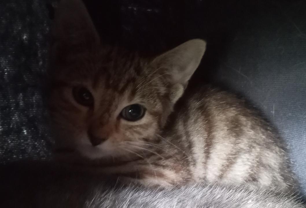 Maria and her 3 kittens (1 male, 2 female) URGENT - FOSTER NEEDED!