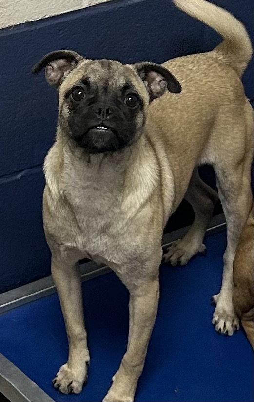 Pixel 5 months NO YOUNG KIDS/NEEDS ANOTHER DOG, Adoptable, Young Female Chihuahua & Pug.