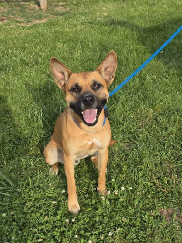 Enlarge Diego, a ADOPTABLE mixed breed in Bolivar, TN image 1/2