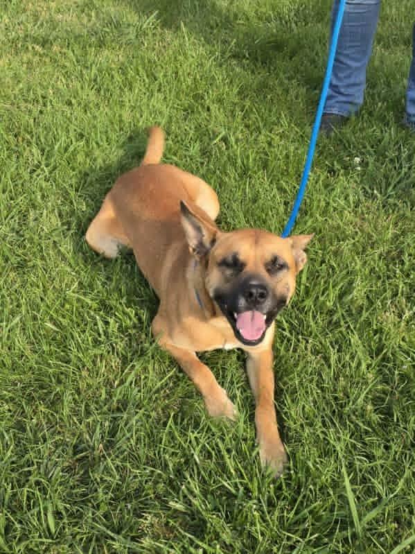 Enlarge Diego, a ADOPTABLE mixed breed in Bolivar, TN image 2/2