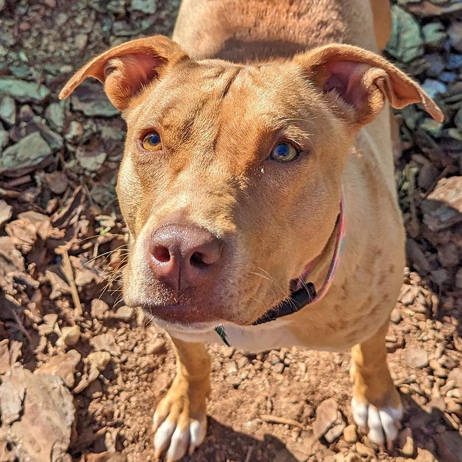 Jade, Adoptable, Adult Female Terrier.