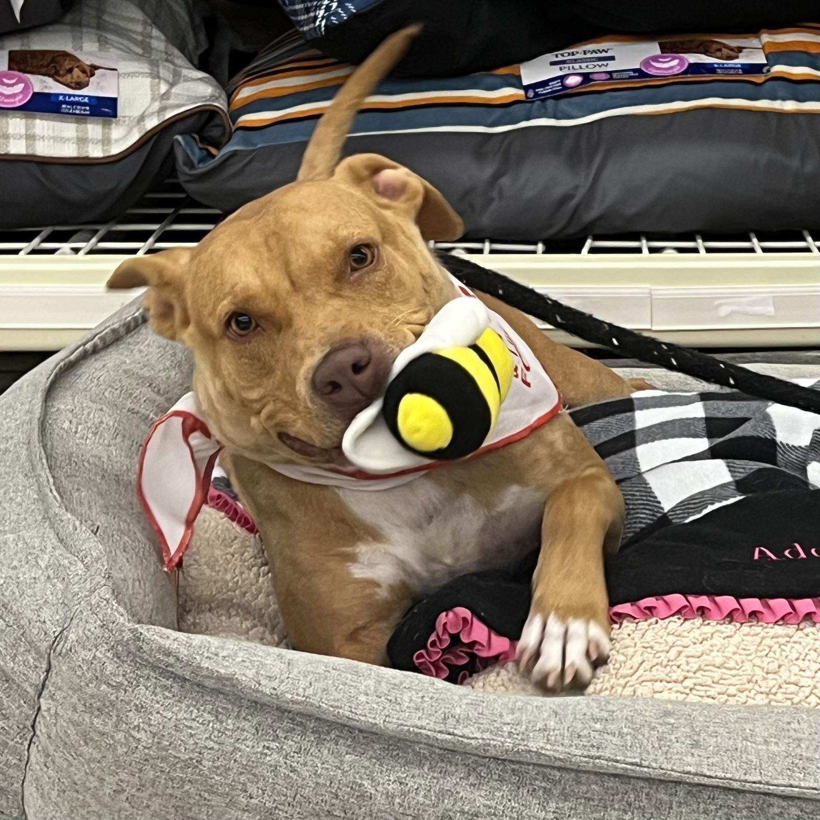 Jade, a Adoptable Terrier in Mc Cormick, SC image 2/3