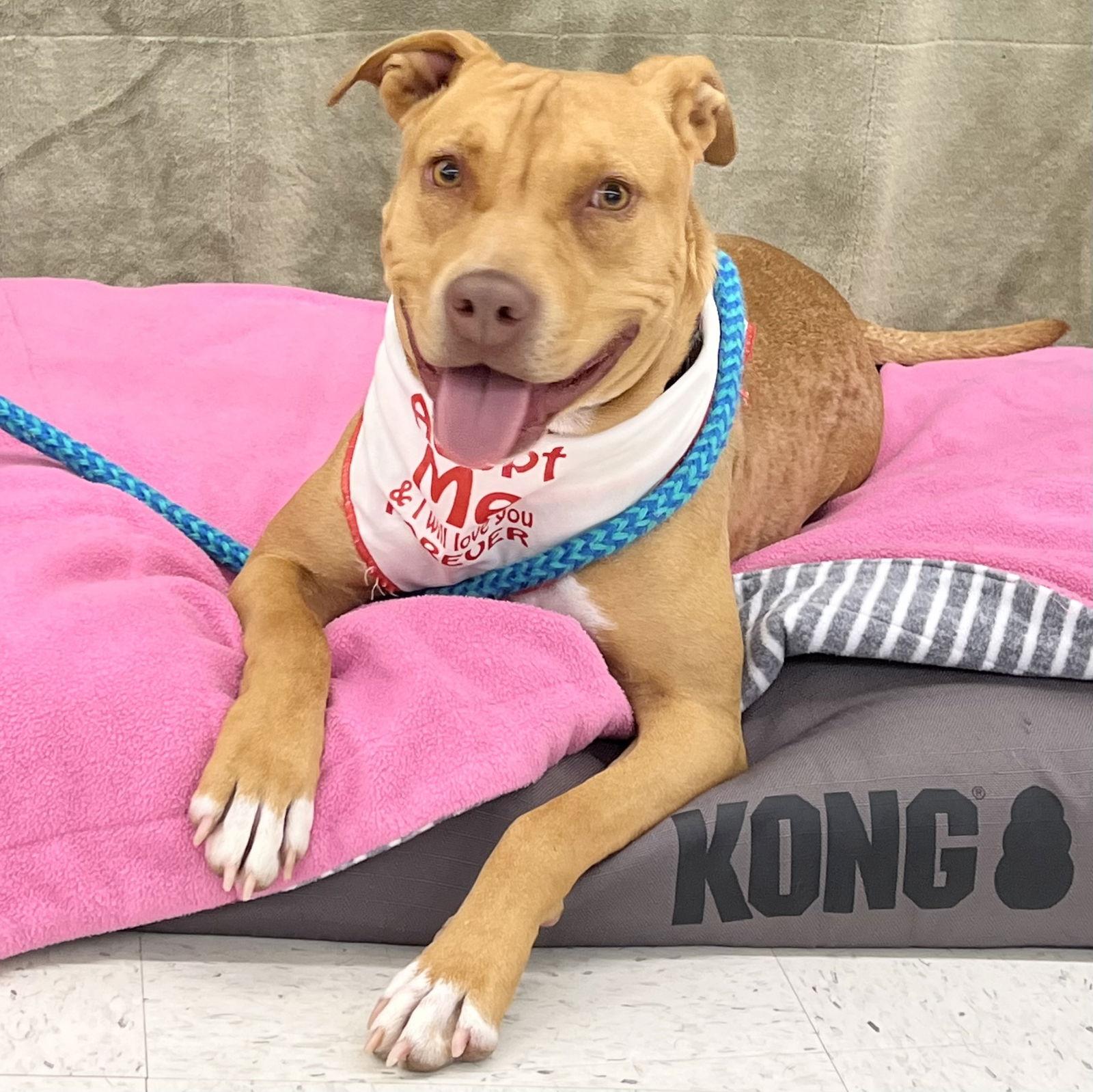 Jade, a Adoptable Terrier in Mc Cormick, SC image 3/3