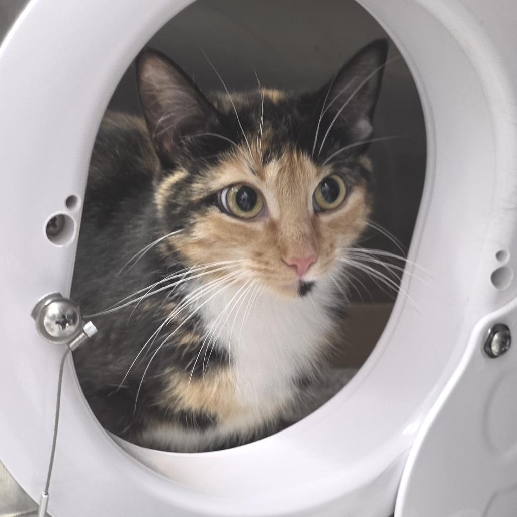 Fancy, a Adoptable Domestic Short Hair in Fort Wayne, IN image 1/5