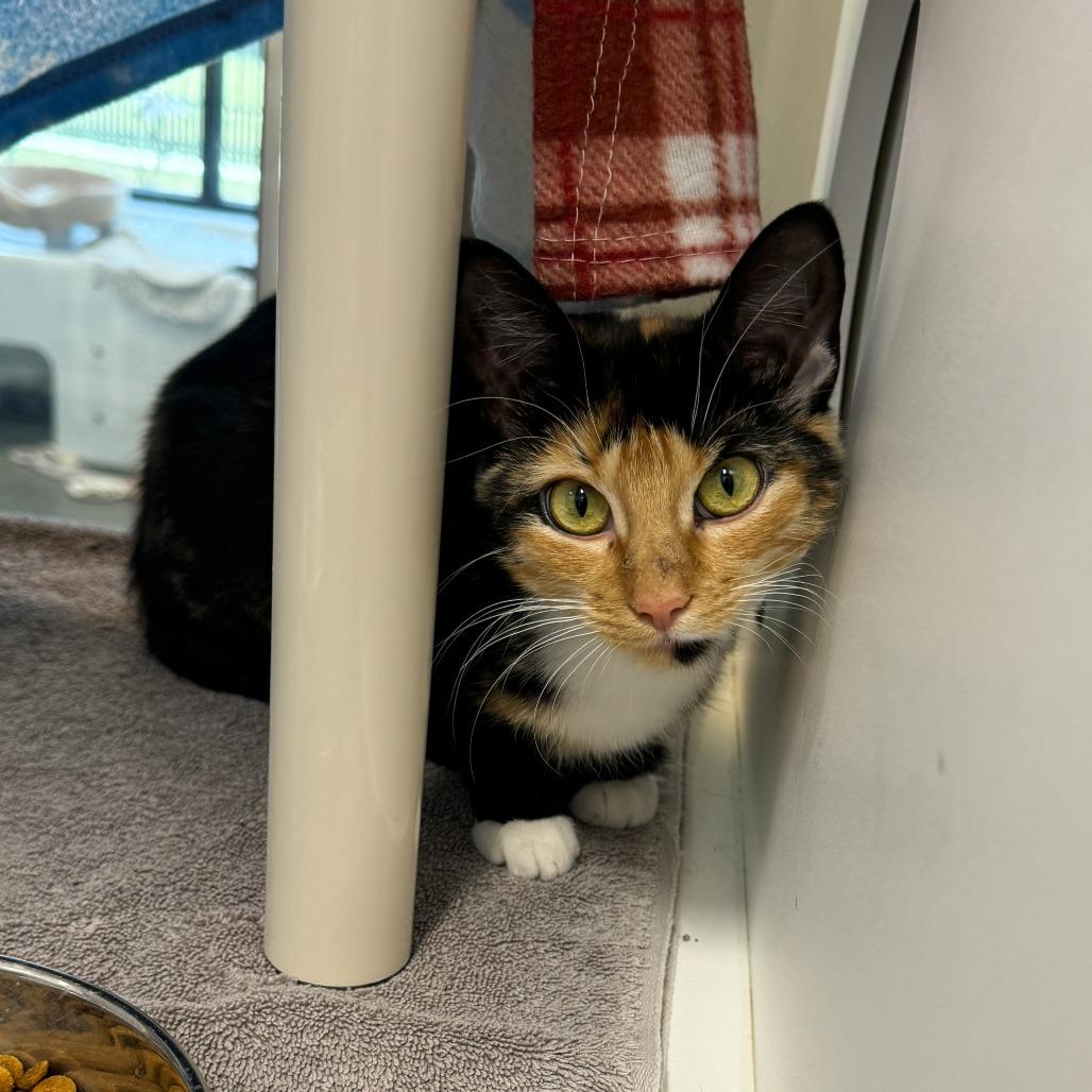 Fancy, a Adoptable Domestic Short Hair in Fort Wayne, IN image 2/5