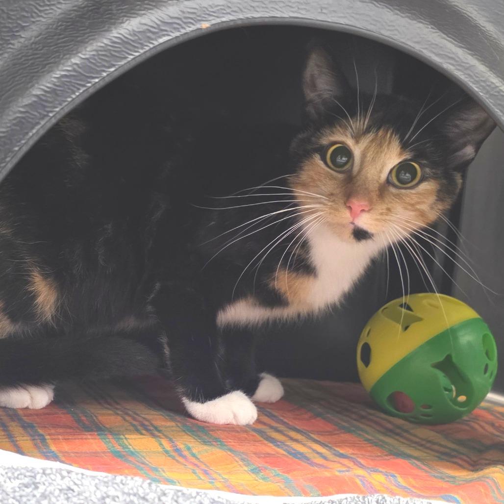 Fancy, a Adoptable Domestic Short Hair in Fort Wayne, IN image 3/5