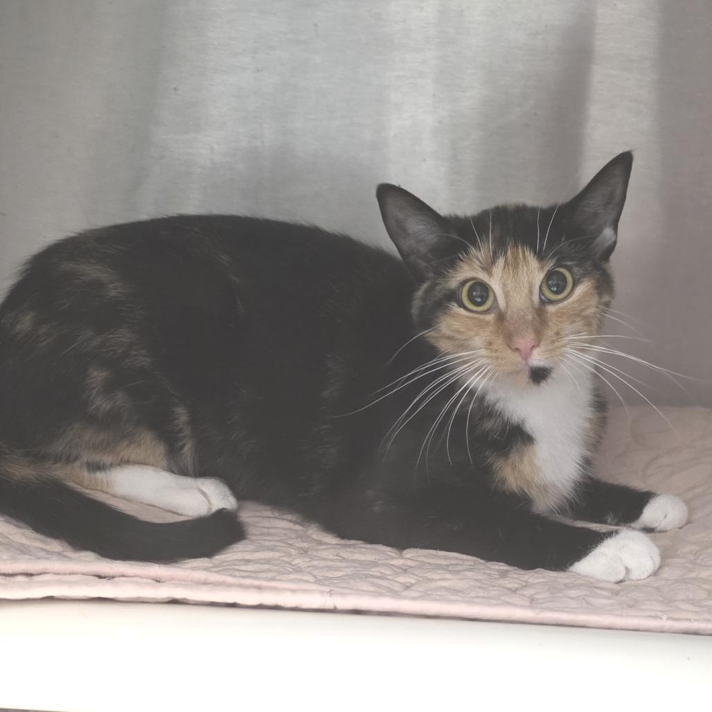 Fancy, a Adoptable Domestic Short Hair in Fort Wayne, IN image 4/5