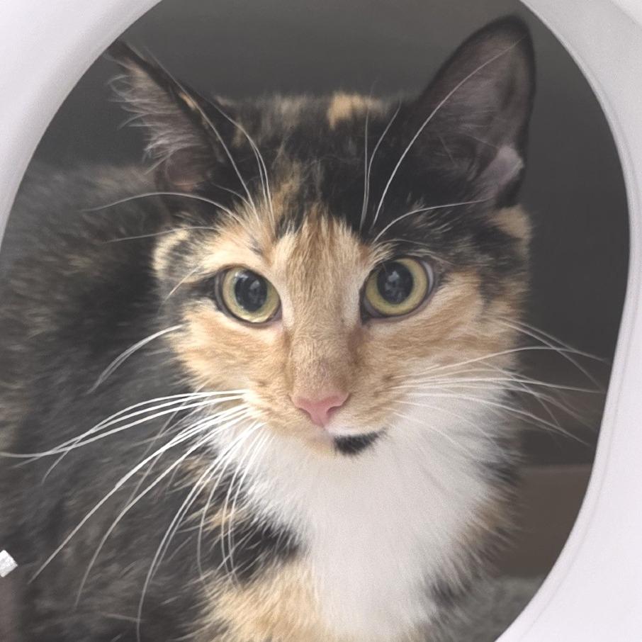 Fancy, a Adoptable Domestic Short Hair in Fort Wayne, IN image 5/5