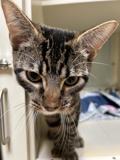 Enlarge Cheeto, a Adoptable Domestic Short Hair in Hamilton, MT image 1/5