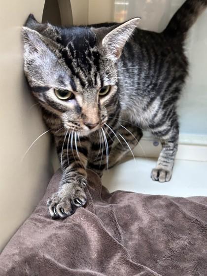 Enlarge Cheeto, a Adoptable Domestic Short Hair in Hamilton, MT image 5/5