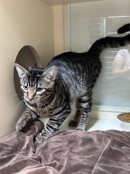 Enlarge Cheeto, a Adoptable Domestic Short Hair in Hamilton, MT image 3/5