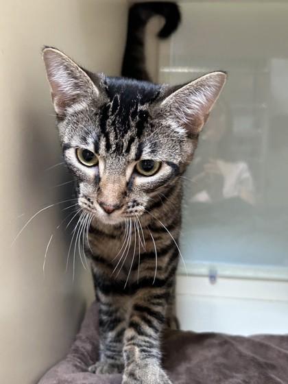 Enlarge Cheeto, a Adoptable Domestic Short Hair in Hamilton, MT image 4/5