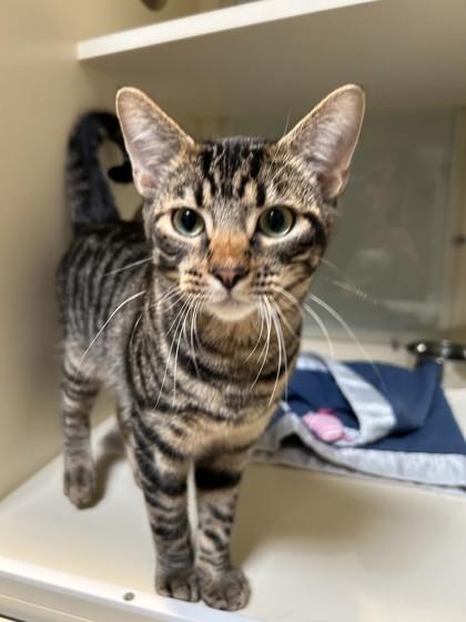 Enlarge Cheeto, a Adoptable Domestic Short Hair in Hamilton, MT image 2/5