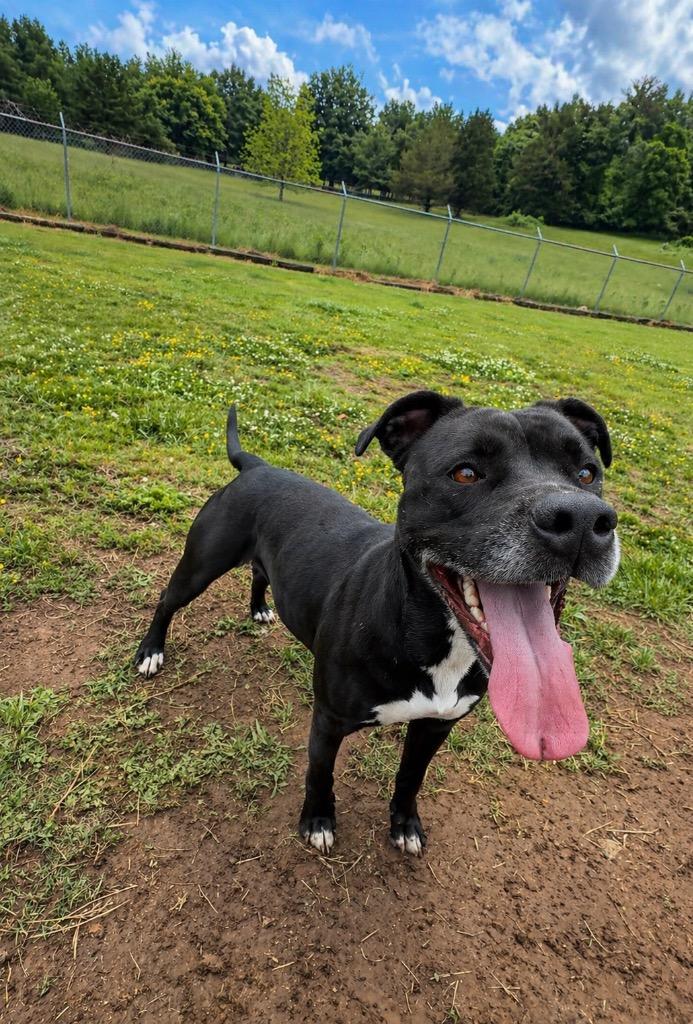 Trista- Available for Adoption, Adoptable, Adult Female Pit Bull Terrier.