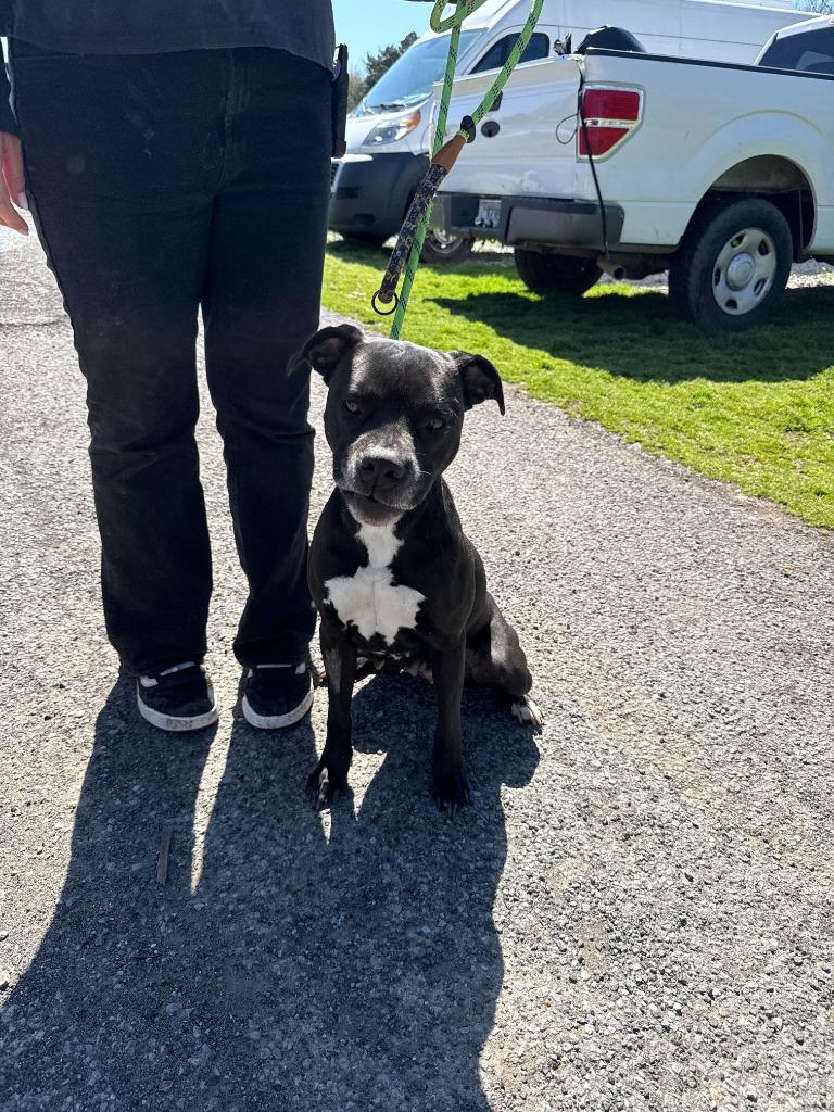 Enlarge Trista- Available for Adoption, a Adoptable Pit Bull Terrier in Chickamauga , GA image 1/4