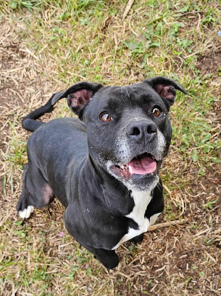 Trista- Available, a Adoptable Pit Bull Terrier in Chickamauga , GA image 3/5