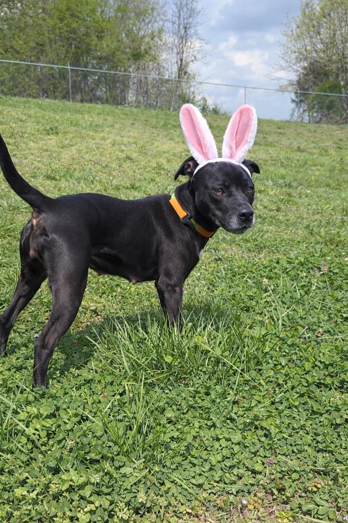 Enlarge Trista- Available for Adoption, a Adoptable Pit Bull Terrier in Chickamauga , GA image 2/4